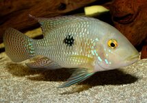 Geoph. Brasiliensis 3 inch