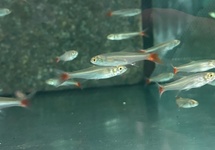 Amazon Redtail Tetra med
