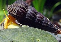 Orange Rabbit Snail med