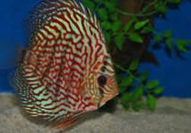 Discus Red Checkerboard 2.5 inch