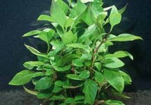 BUNCH HEDGE CHERRY (Min. 12)