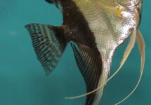 Mixed Angel Veiltail s/m