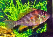 Threadfin Acara 2 inch