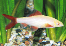 Albino Rainbow Shark  1.5 inch