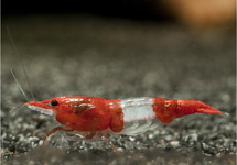 Red Rilli Shrimp
