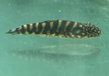 Redtail Hillstream Loach med