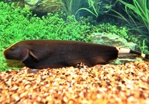 KNIFE FISH