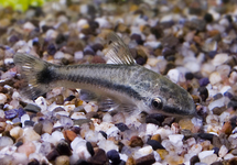 Otocinclus Colombia med