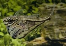 Marble Hatchet Brazil lg