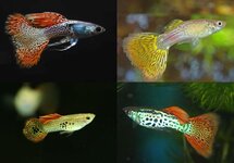 Guppy Male Snakeskin Mix m/l