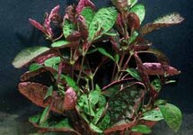 BUNCH PURPLE WAFFLE (Min. 12)