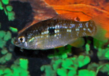 Florida Flagfish med
