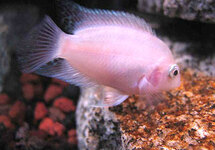 Pink Convict Cichlid 2.0 inch