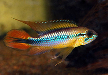 Apist. Agasizzi Double Red med