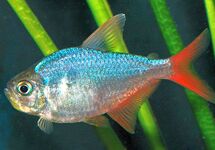 Red / Blue Columbian Tetra med
