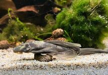 Longfin Green Dragon Bristlenose 2 inch