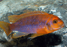 Rusty Springeri 1.75 inch