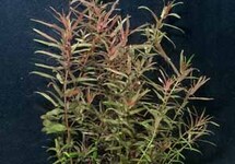 BUNCH ROTALA MAGENTA (Min. 12)