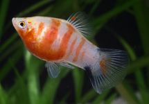 Platy Zebra med