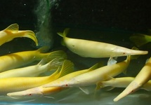 Albino Florida Gar 8-10 inch