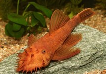 Super Red Bristlenose 1.5 inch