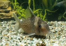 Cor. Delphax lg (Colombia)