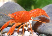 Orange Mini Lobster med