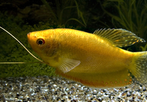 Gold Gourami 1.75 inch