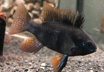 Black German Ramirezi m/l