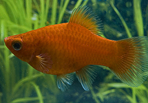 Platy Red med