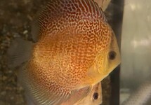 Discus Super Eruption 2.5 inch