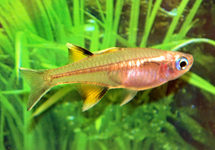 S. Pacific Blue Eye Rainbow med