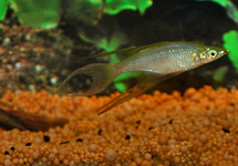 Threadfin Rainbow lg