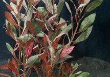 BUNCH LUDWIGIA PERUENSIS (Min. 12)
