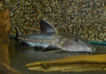 Turushuqui Cat 5 inch