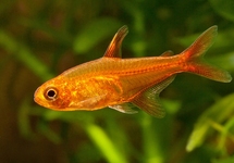 Fire Ember Tetra med