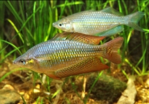 Australian Rainbow med