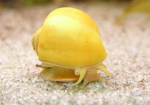 Gold Mystery Snails med