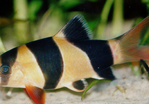 Clown Loach 1.5-1.75 inch