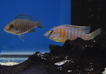 Mixed Peacocks 2 inch