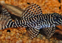 Queen Arabesque Plecostomus L260 m/l