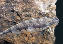 Sierra Knife Fish lg