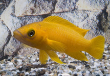 Lemon Cichlid 2 inch