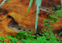 Four Spot Copeina med