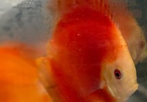 Discus Red Melon 2.5 inch