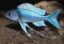 Blue Gold-Tip Cichlid 2 inch