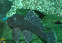 Blue Panaque L239 med