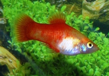 Platy Yellow Twinbar med