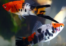 s/t  Koi Tricolor med