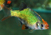 Green Tiger Barb med